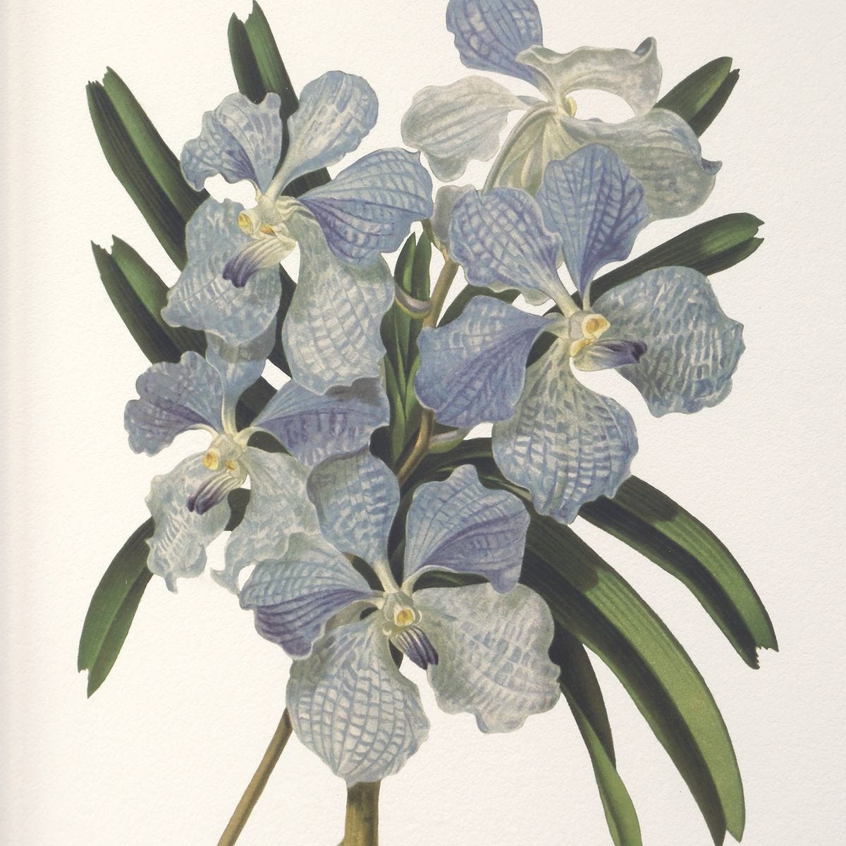 Постеры Orchid Botanical Framed Prints, S/6