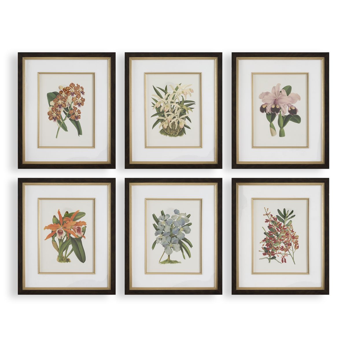 Постеры Orchid Botanical Framed Prints, S/6