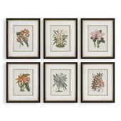 Постеры Orchid Botanical Framed Prints, S/6