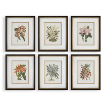 Постеры Orchid Botanical Framed Prints, S/6
